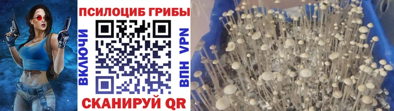 Псилоцибиновые грибы Cubensis  Изобильный 